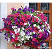 (15-20 Adet) Sarkıcı Petunya Çiçek Tohumu thumbnail 2