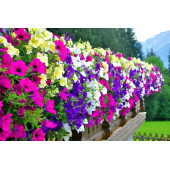 (15-20 Adet) Sarkıcı Petunya Çiçek Tohumu thumbnail 3