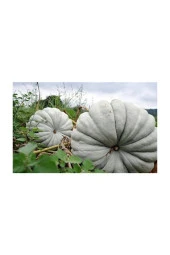 Tohumculuk Meşhur Kestane Kabağı Tohumu 5 Adet Tohum Bal Kabak Tohumu - 1