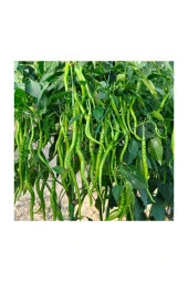 Tatlı Sivri Kıl Biberi Tohumu 50 Adet thumbnail 1