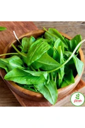 Kuzu Kulağı Ekşimen Tohumu 100+ Adet Saksı Ve Bahçe Için Ideal Ilaçsız Tohum thumbnail 1