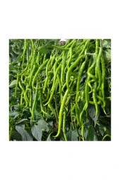 Tatlı Sivri Kıl Biberi Tohumu 50 Adet thumbnail 2