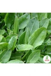 Kuzu Kulağı Ekşimen Tohumu 100+ Adet Saksı Ve Bahçe Için Ideal Ilaçsız Tohum thumbnail 3