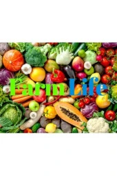 20 Adet Yediveren Mor Lavanta Tohumu thumbnail 3