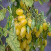 Barry's Crazy Cherry Domates Tohumu (15 tohum) - 1