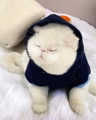 Teddy Roo Kapşonlu Kedi Sweatshirt Kedi Kıyafeti Kedi Elbisesi Kedi Giyim thumbnail 7