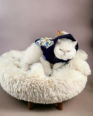 Teddy Roo Kapşonlu Kedi Sweatshirt Kedi Kıyafeti Kedi Elbisesi Kedi Giyim thumbnail 5