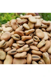 Şenler Zahire - Kuru Bakla 500 Gr - 1