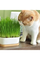 Şenler - Kedi Çimi Için Doğal Buğday Tohumu 500 Gr - 1