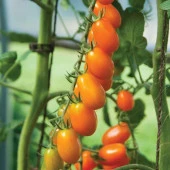 Nova Grape Domates Tohumu (15 tohum) - 1