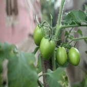 Green Rahibe Domates Tohumu (15 tohum) - 1