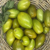 Dwarf Saucy Mary Domates Tohumu (15 tohum) - 1