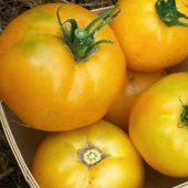 İllusia Domates Tohumu (15 adet) - 1