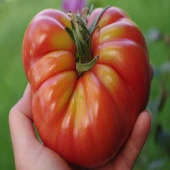 Marmade Domates Tohumu (15 tohum) - 1