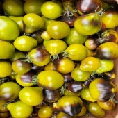 Green Flanders Contrast Domates Tohumu(15 tohum) - 1