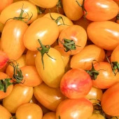 Blush Cherry Kahvaltılık Domates Tohumu (15 tohum) - 1
