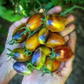 Brands Atomic Grape Domates Tohumu(15 tohum) - 2