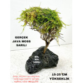 Moss Sarılı Ağaç Figürü Lav Kayasında Moss Ağacı Karides Yuvası Ve Akvaryum Dekoru 15-20 Cm Boy - 1