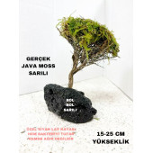 Moss Sarılı Ağaç Figürü Lav Kayasında Moss Ağacı Karides Yuvası Ve Akvaryum Dekoru 15-20 Cm Boy - 2