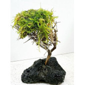 Moss Sarılı Ağaç Figürü Lav Kayasında Moss Ağacı Karides Yuvası Ve Akvaryum Dekoru 15-20 Cm Boy - 3