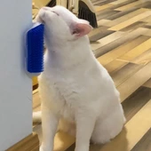 Duvara Monte Kaşıma Aleti Kedi Tüyü Kaşıma Tarama Aparatı - 2