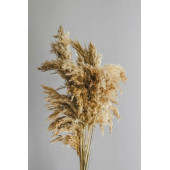 PAMPAS 3LÜ - 4