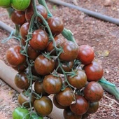 Nadir Black Cherry Domates Tohumu (15 tohum) - 1