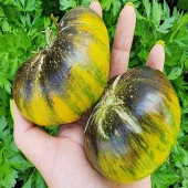 Xanadu Green Goddess Domates Tohumu (15 tohum) - 1