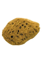 DEKOR DOĞAL DENIZ SÜNGERI 13 CM - 1