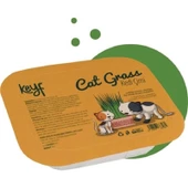 Keyf Fileli Kedi Çimi - 1