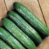 Seminis Toros F1 Hıyar Tohumu 100 Gram - 1