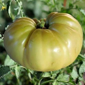 Doğal Great White Domates Tohumu (20 adet) - 1