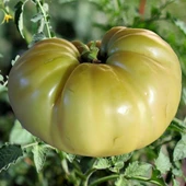 Doğal Great White Domates Tohumu (20 adet) - 1