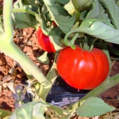 Doğal 2274 Domates Tohumu (20 adet) - 2