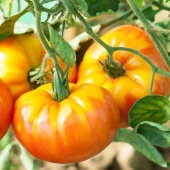 İri Gökkuşağı Domates Tohumu (20 tohum) - 1