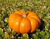 Yerli Ata Tohumu On Dilim Bal Kabağı 5 Adet - 1