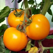 Doğal Sunray Domates Tohumu (20 tohum) - 1