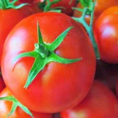 Falcon Domates Tohumu (2 gram) thumbnail 1