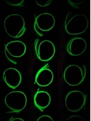 eagenset Çapari Simi Fosforlu Karanlıkta Parlayan, Sarı Glow Luminous in Dark Ultraviyole (UV) Neon 1 Adet Poşet - 7