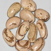 Smilyan Kateritza Fasulye Tohumu (10 tohum) - 1