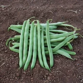 Alman Ayşe Kılçıksız Fasülye Fasulye Tohumu (25 gram) - 1