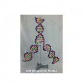 DENEY SETI DNA - 3