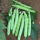 Sarıkız - Kevser Fasulye Tohumu (25 gram) - 1