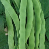 Helda Fasulye Tohumu (20 adet) - 1