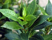 Saksılı Defne Fidanı 30 - 40 Cm Laurus Nobilis thumbnail 2