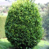 Saksılı Defne Fidanı 30 - 40 Cm Laurus Nobilis thumbnail 3