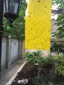 Bytrap Tuta-tut Sinekler İçin Yapışkan Tuzak | 5 Litre - 2