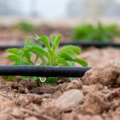 16 MM DAMLAMA BORUSU 300 METRE DELİKSİZ DAMLA SULAMA HORTUMU SULAMA SİSTEMİ thumbnail 2