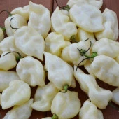Doğal White Acı Fatali Biber Tohumu (15 adet) - 1