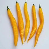 Doğal Acı Aji Guyana Chile Biber Tohumu (15 adet) - 1